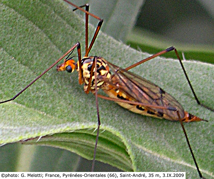habitus - female