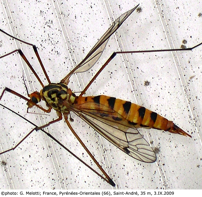 habitus - female