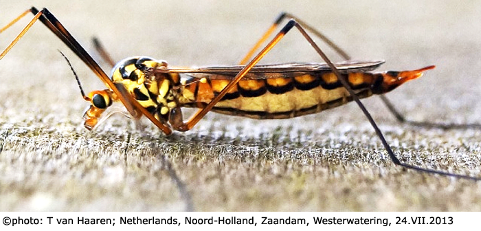 habitus - female