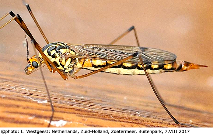 habitus - female