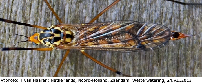 habitus - female