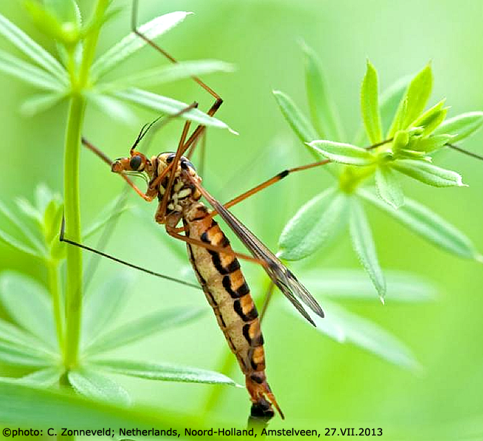 habitus - female