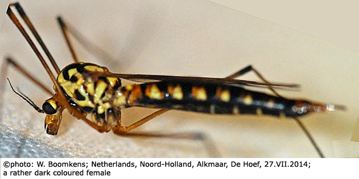 habitus - female