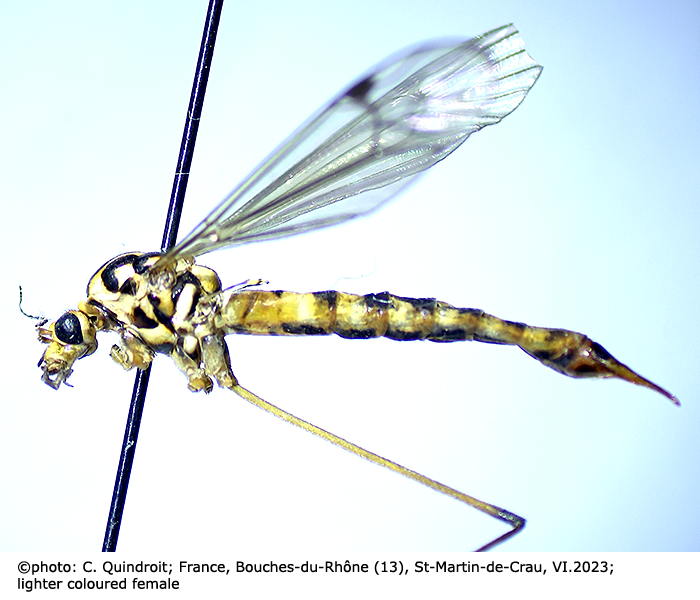 habitus - female