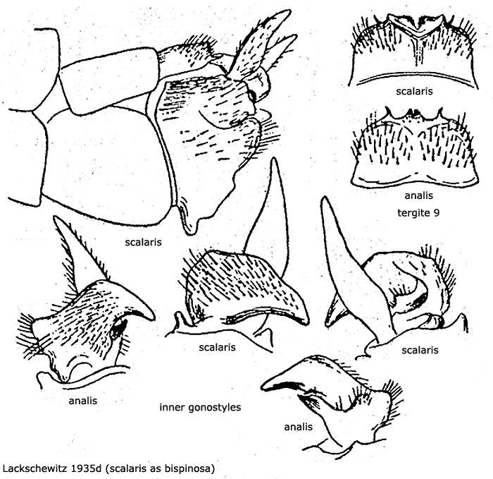 hypopygium