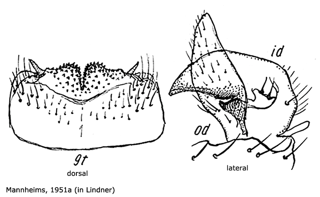 hypopygium