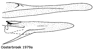 ovipositor