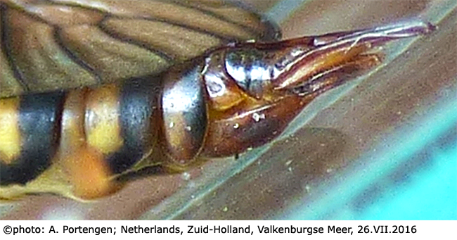 ovipositor
