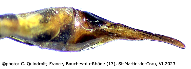 ovipositor