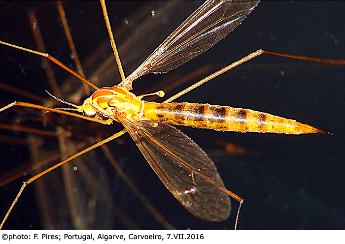 habitus - female