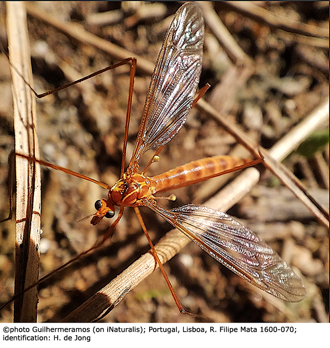 habitus - female