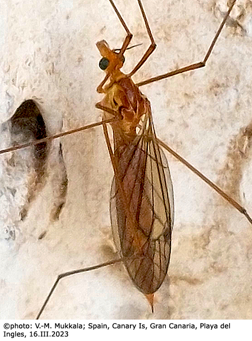 habitus - female