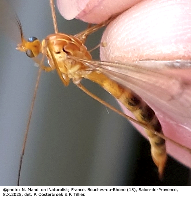 habitus - female