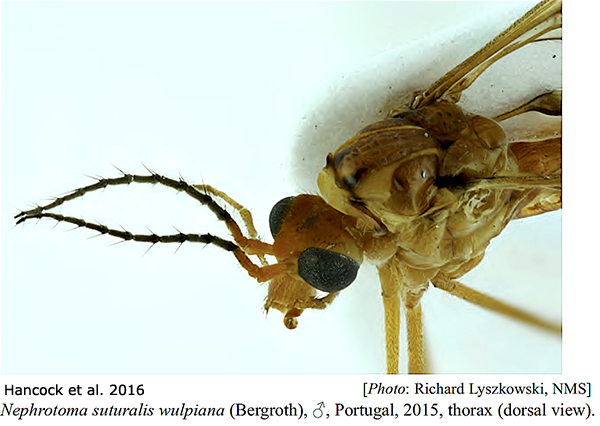 body part(s) - head and thorax