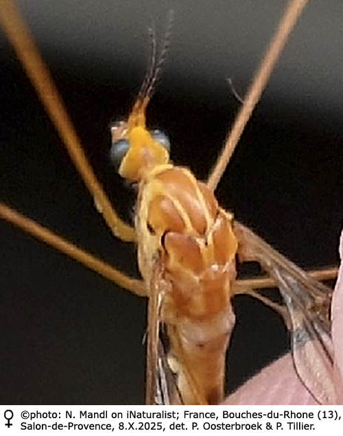 body part(s) - head and thorax