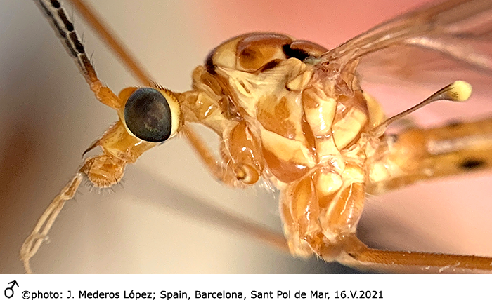 body part(s) - head and thorax