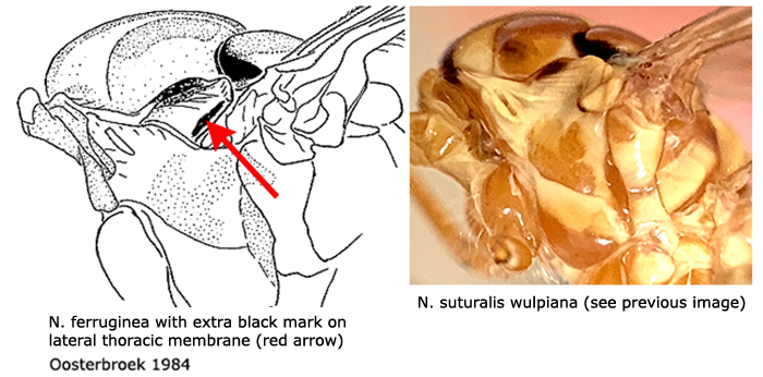 body part(s) - thorax