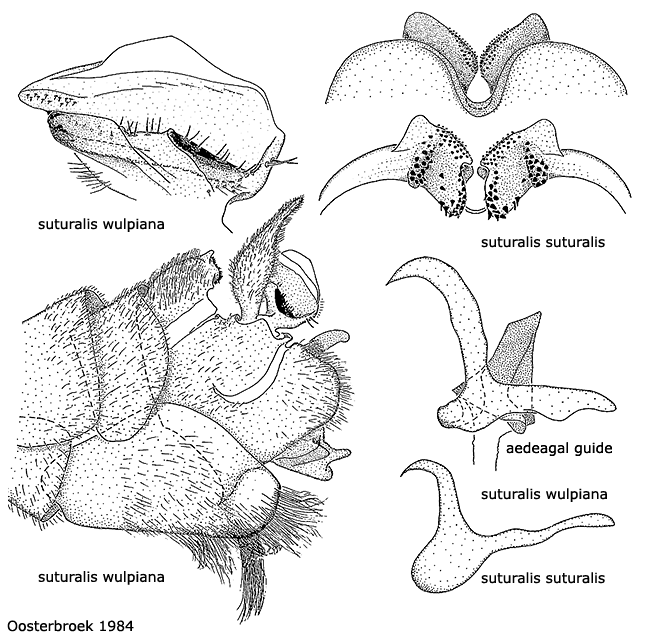 hypopygium