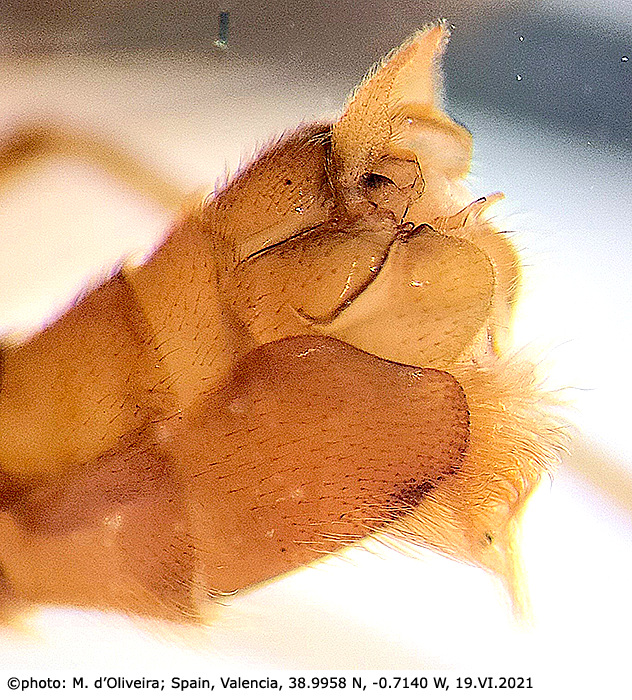 hypopygium