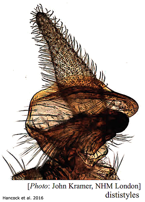 hypopygium