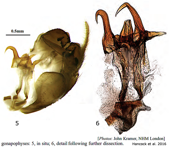 hypopygium