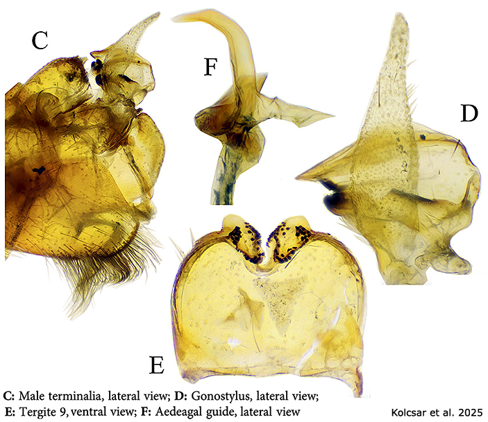 hypopygium