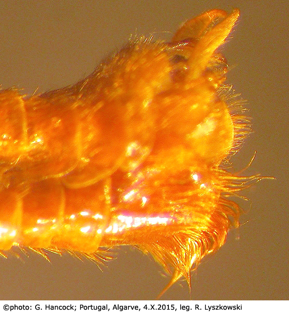 hypopygium