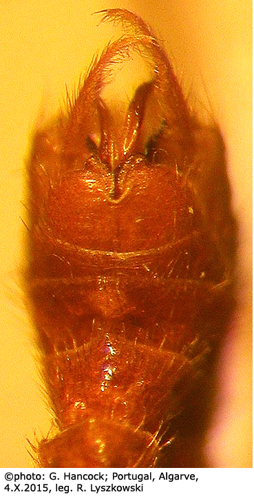hypopygium