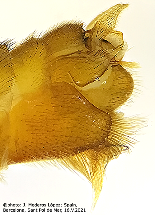 hypopygium