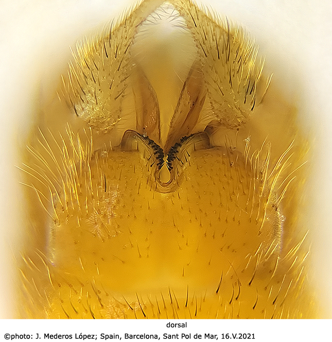 hypopygium