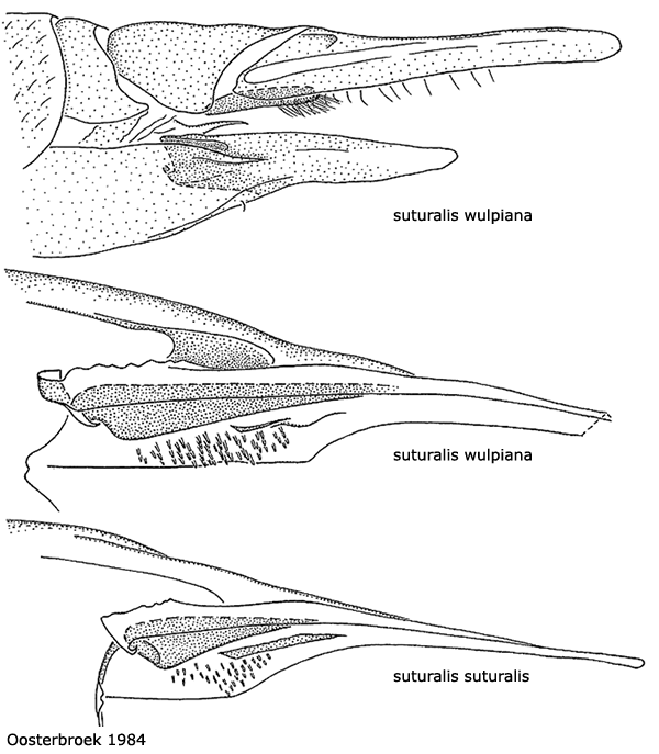 ovipositor