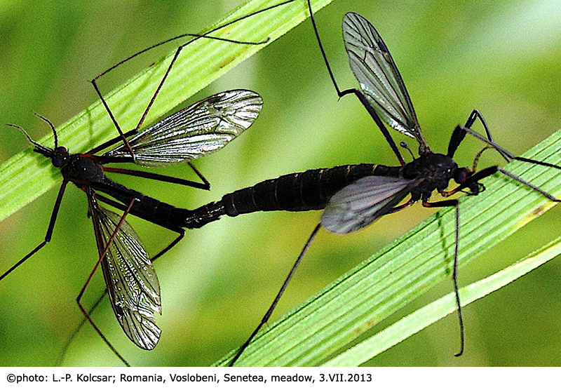 habitus - copula