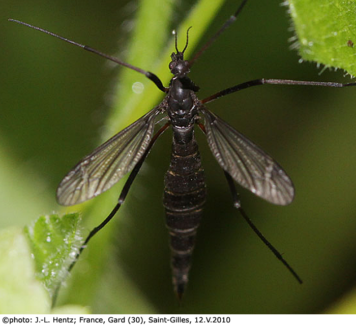 habitus - female