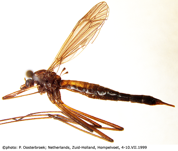 habitus - female