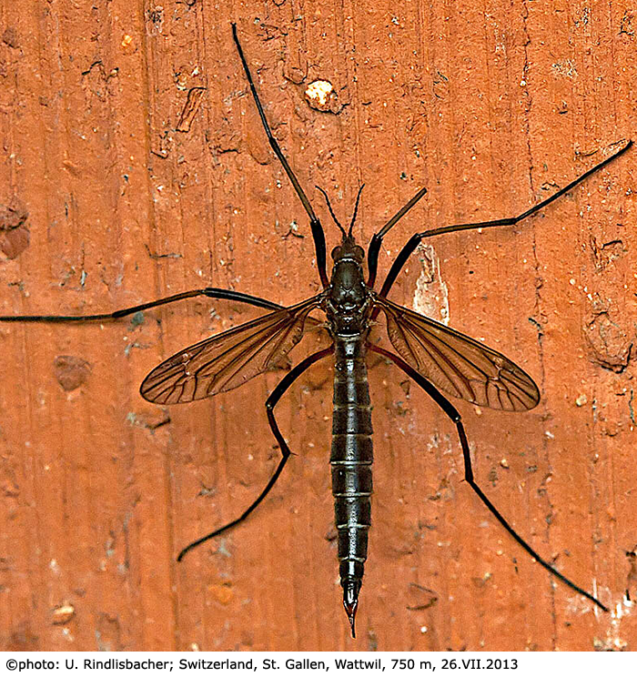 habitus - female