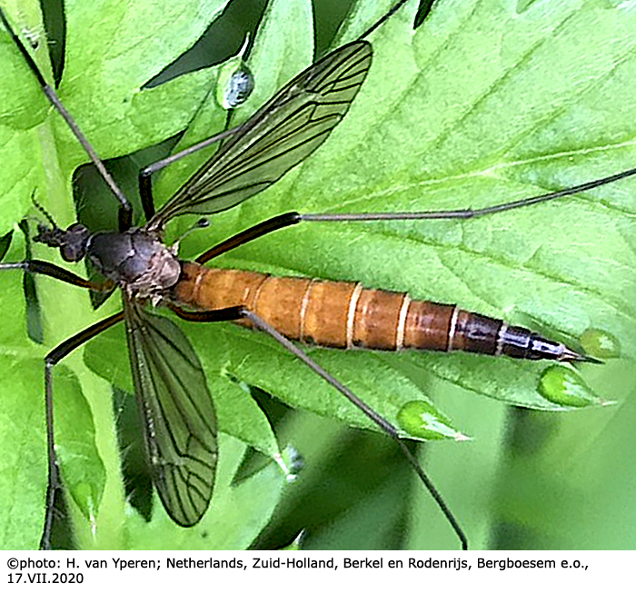 habitus - female
