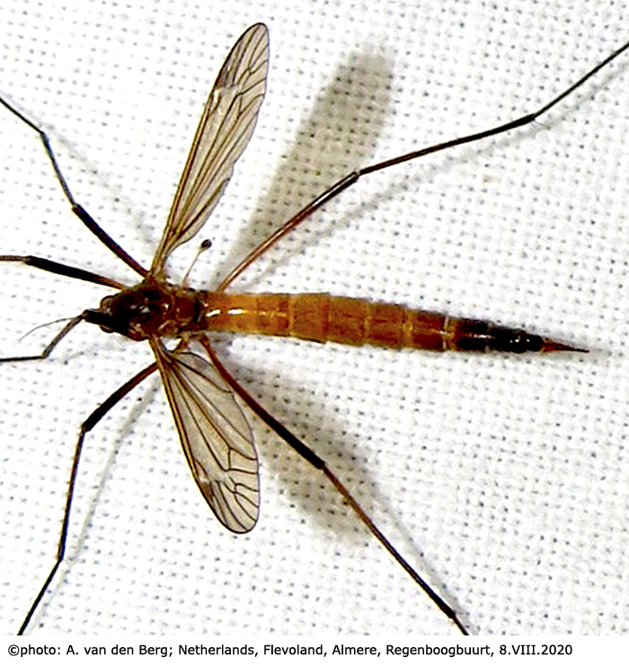 habitus - female
