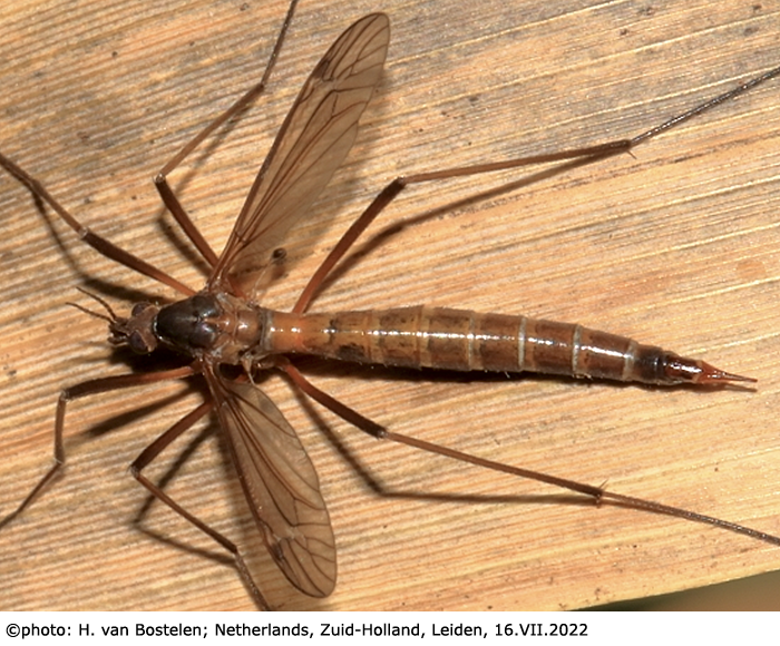 habitus - female