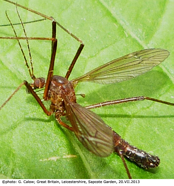 habitus - male