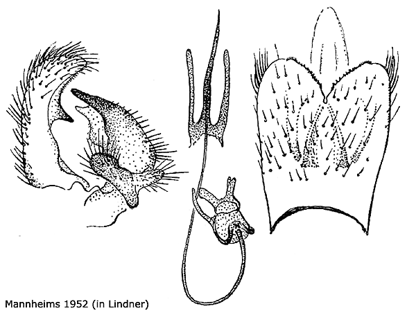 hypopygium
