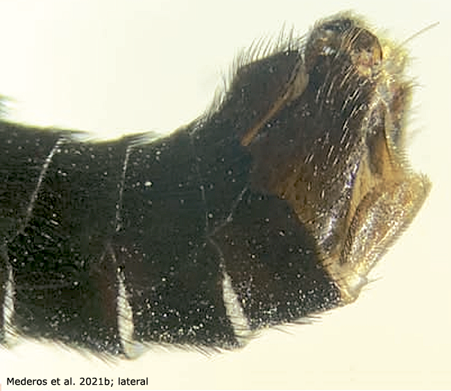 hypopygium