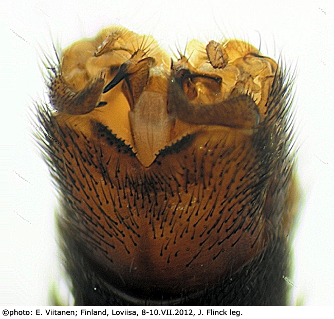hypopygium