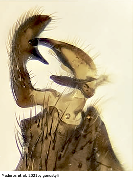 hypopygium