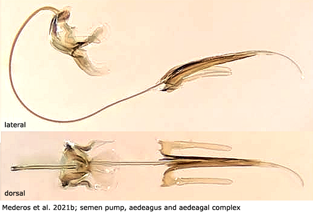hypopygium