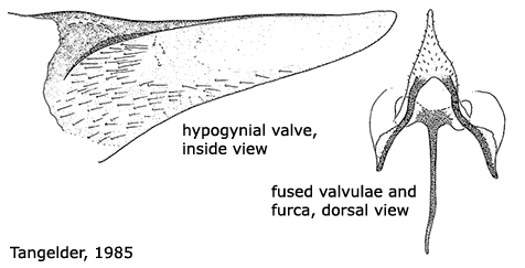 ovipositor