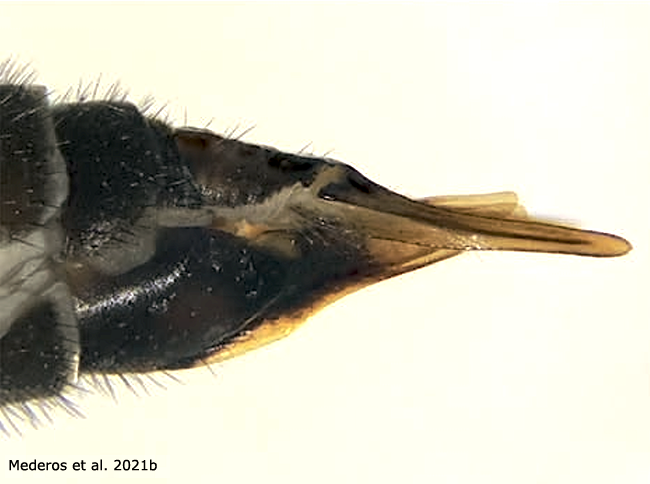 ovipositor