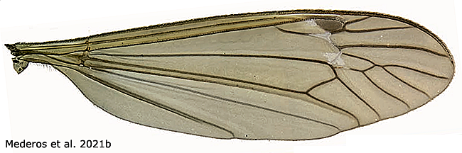 wing