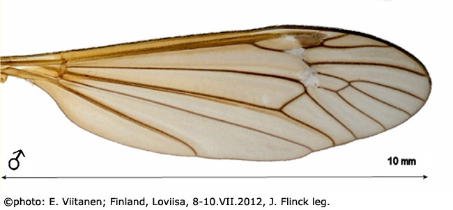wing
