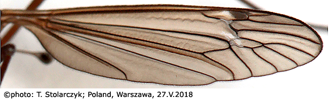 wing