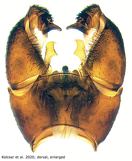hypopygium